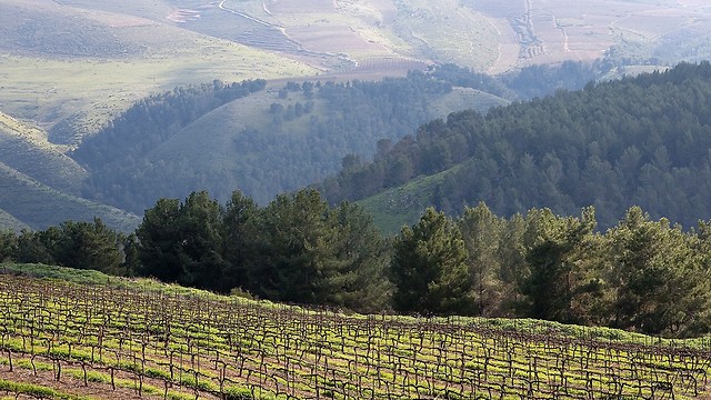 Vinyards in the uppe Galilee (Photo: Amit Giron)