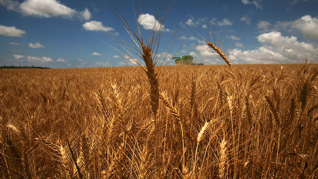 New discoveries on the domestication of barley. (Archive Photo: AFP)