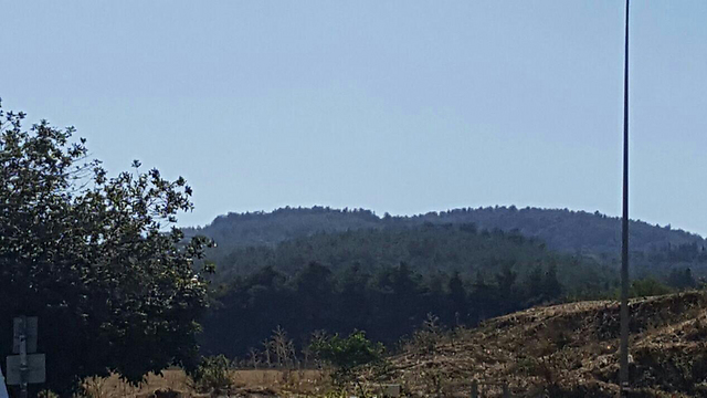 אזור יער מגידו (צילום: דוברות כבאות והצלה מחוז צפון) (צילום: דוברות כבאות והצלה מחוז צפון)
