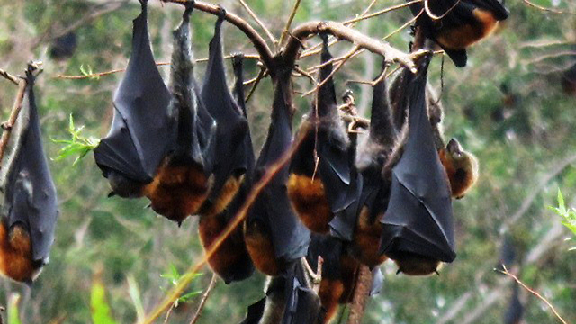 עטלפים באוסטרליה (צילום: AP) (צילום: AP)