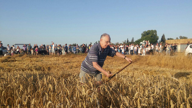 Cutting the wheat with a scythe on Kibbutz Nirim (Photo: Barel Ephraim)