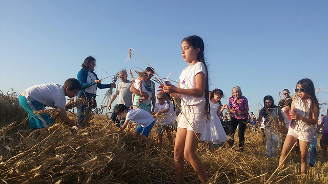 Children picking wheat at Kibbutz Nirim (Photo: Barel Ephraim)