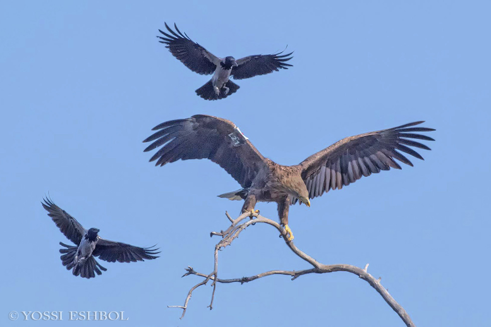 שני עורבים אפורים תוקפים ומציקים לנקבה (צילום: יוסי אשבול) (צילום: יוסי אשבול)