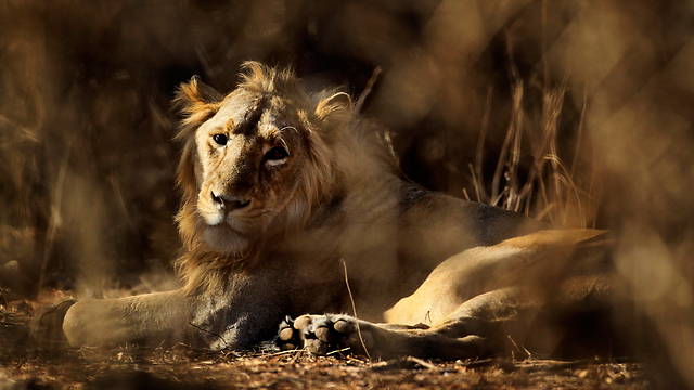 פיצוץ אוכלוסין בשמורת הטבע. אריות בפארק הלאומי גיר (צילום: AP) (צילום: AP)