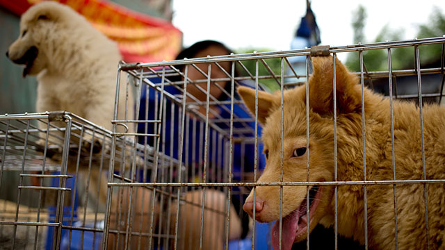 מכירת הכלבים כבר החלה. העיר יולין שבסין, היום (צילום: AP) (צילום: AP)