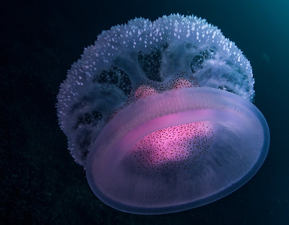 Медуза. Фото: Шави Ротман
