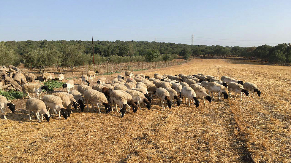 96 כבשים נגנבו ()