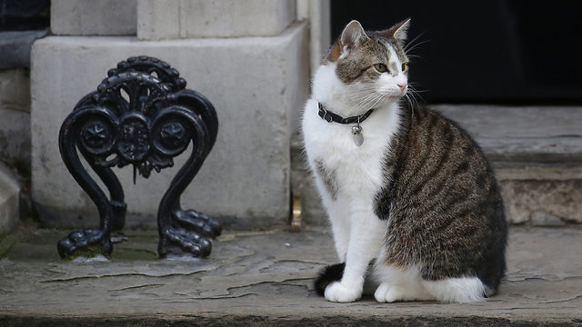 צאצאי חתול הבר האפריקני ו"פליס סילבסטריסליביקה". בדאונינג 10: לארי, חתולו של ר"מ בריטניה לשעבר קמרון (צילום: MCT) (צילום: MCT)