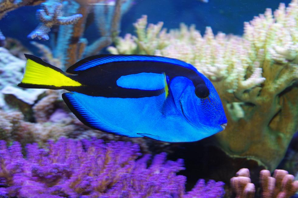 נתחן כחול. דג קשה לגידול בשבי (צילום: shutterstock) (צילום: shutterstock)