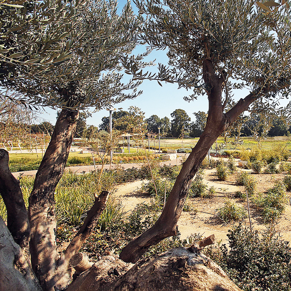 הגן הבוטני בעכו | צילום: אלעד גרשגורן