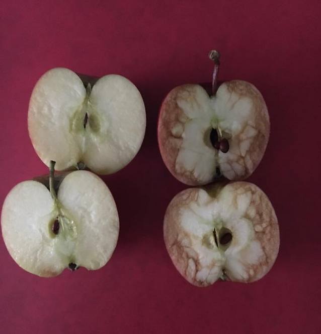 שני התפוחים. דומים בחוץ, שונים בפנים (צילום: מתוך פייסבוק)