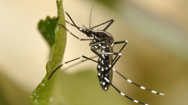 יתוש הטיגריס האסייתי. (צילום: עוז רייטנר) (צילום: עוז רייטנר) (צילום: עוז רייטנר)