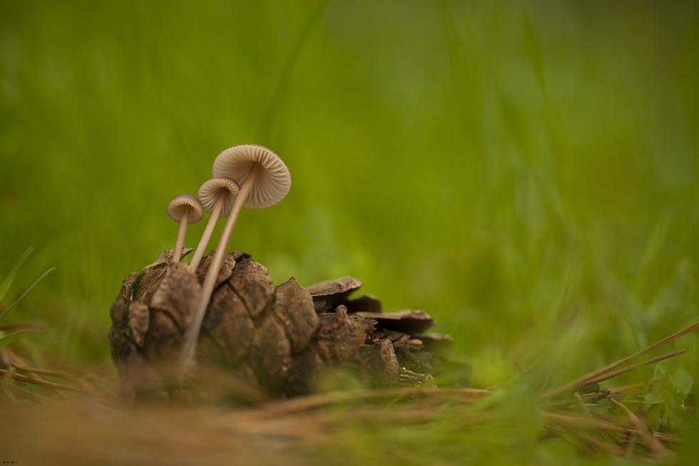 פטריית האצטרובל יער אחיהוד : פטריות אלו אומנם אינן ראויות למאכל, אך ראויות מאוד לצילום. (צילום: אלון מאיר)