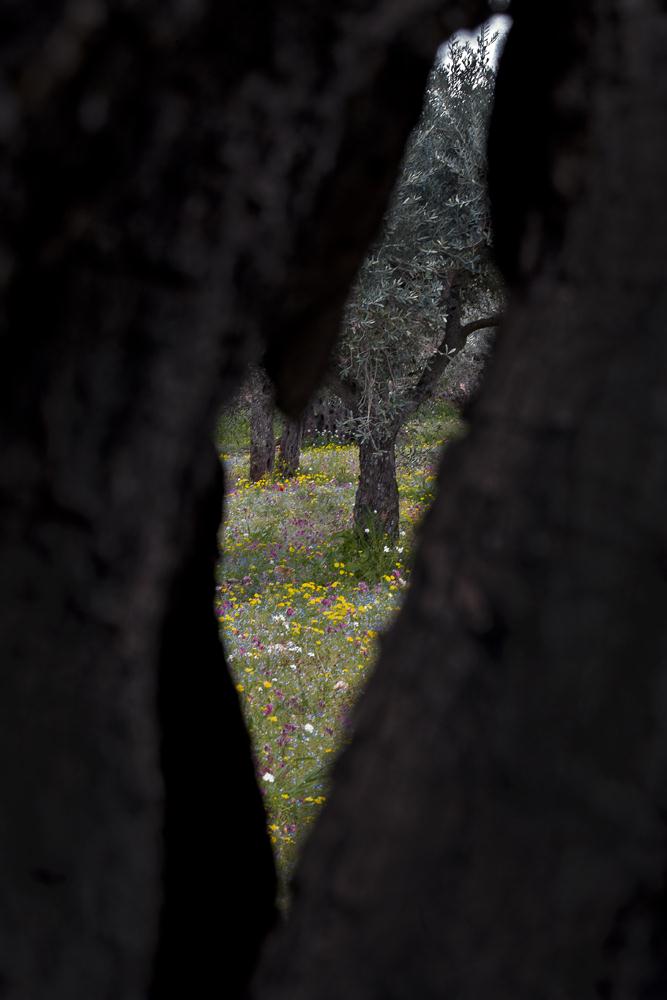 שלום בר קיימא - צולם מתוך עץ זית חלול אל החוץ הפורח. (צילום: גבי פישמן פוסברי)