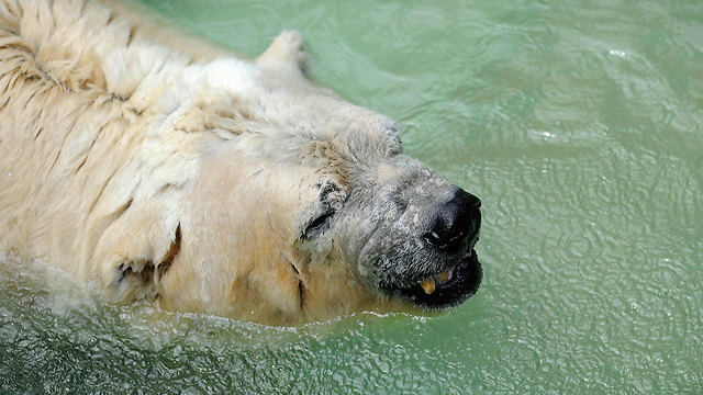 היה מבוגר מכדי לטוס לקנדה. הדוב ארתורו (צילום: AFP) (צילום: AFP)