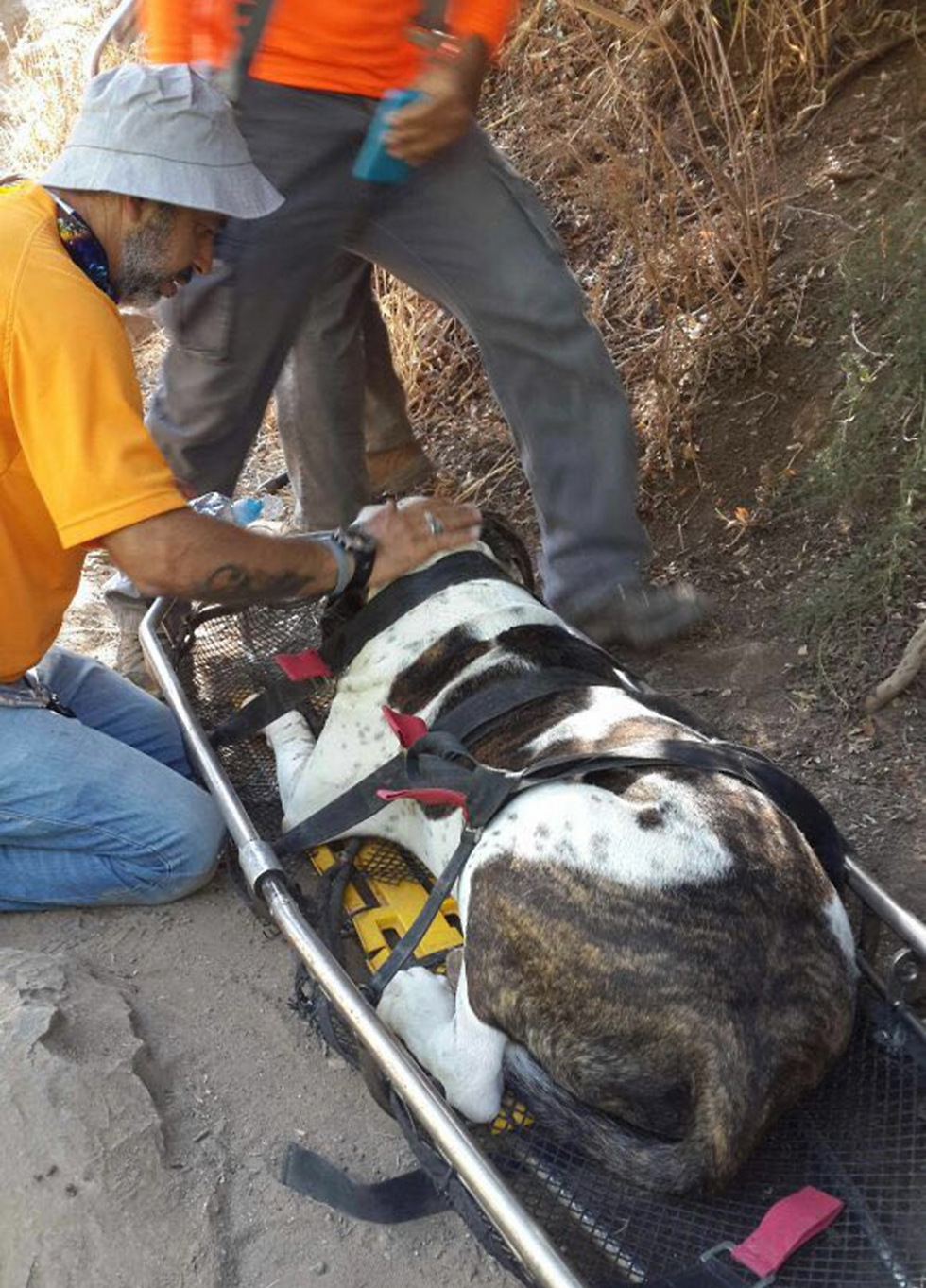 חילוץ הכלב ג'וני. המחלצים עודדו אותו לצעוד (צילום: דוברות משטרת ישראל) (צילום: דוברות משטרת ישראל)