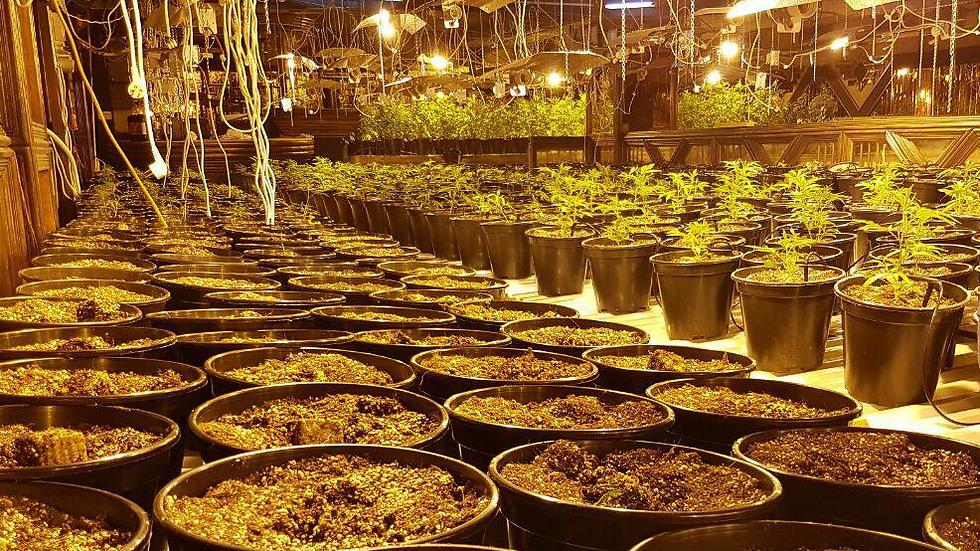 The discovered marijuana plants (Photo: Police) (צילום: משטרה)