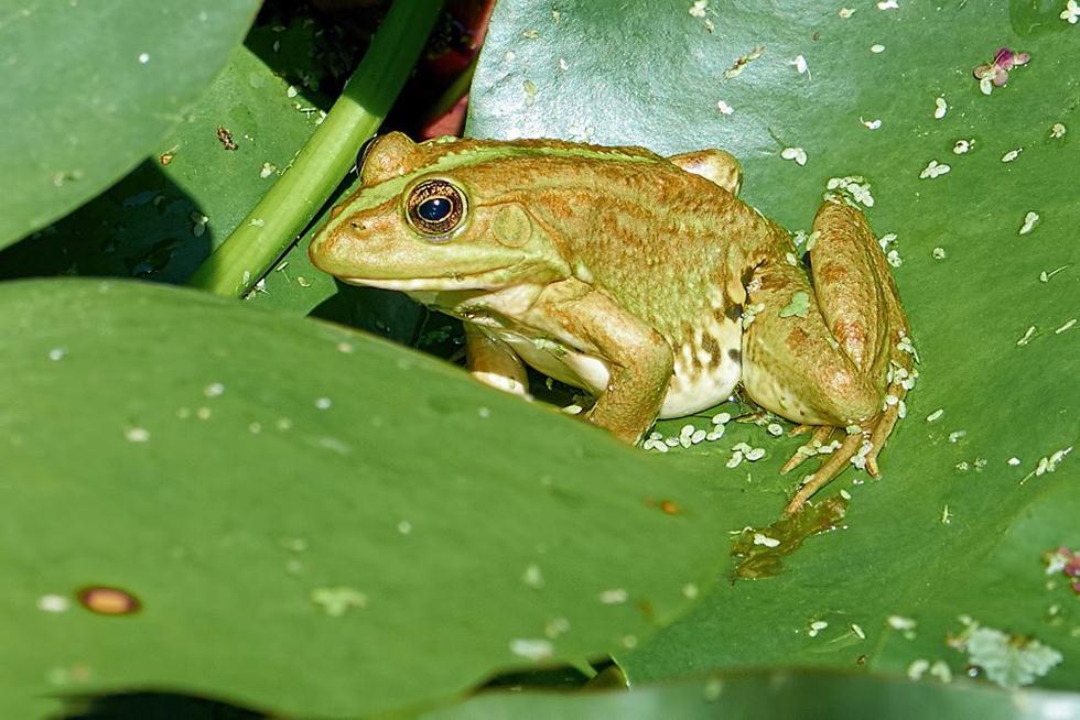 צפרדע נחלים בגבעת רם (צילום: עוז בן יהודה) ()