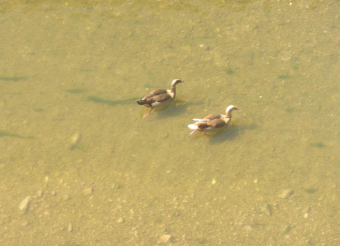 הפתעה! ברווזים אמיתיים בנחל. גם בקיץ. האיילון חזר לעצמו, ודווקא אז העירייה קוברת אותו (צילום: גיא נרדי)