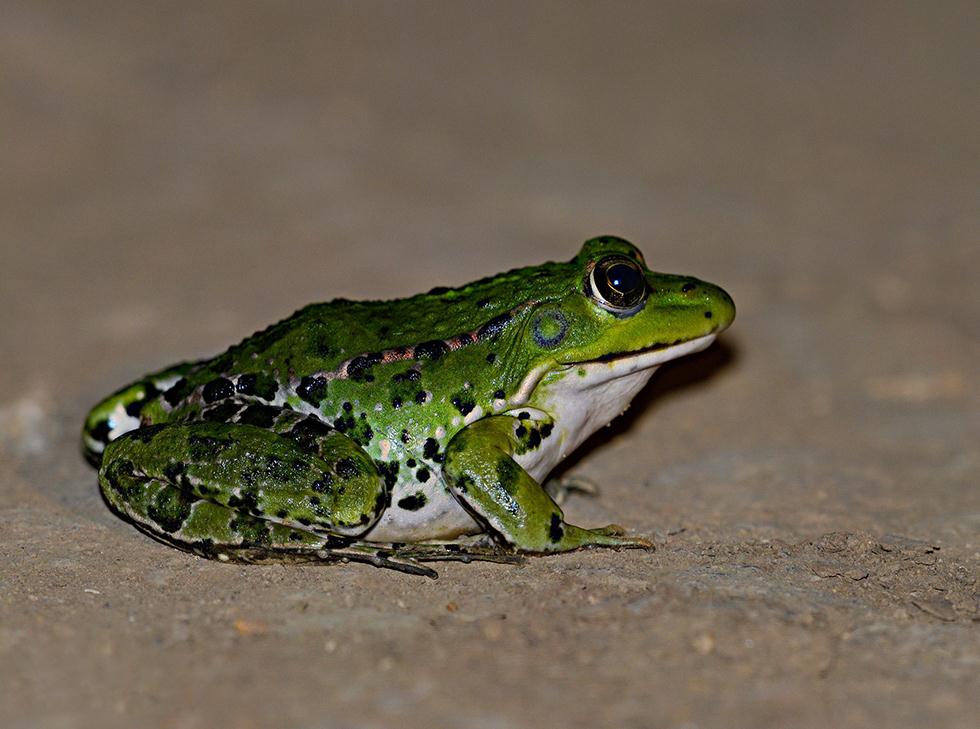 צפרדע נחלים (צילום: שלומי לוי) ()