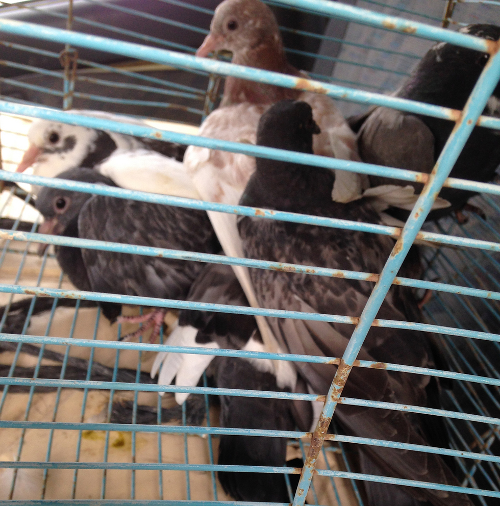 Pigeons for sale were stuffed into cages with no room to move (Photo: Ministry of Agriculture)