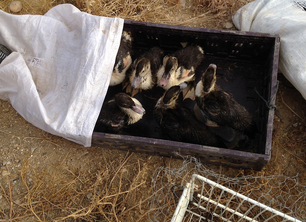 Ducks were also found being sold illegally (Photo: Ministry of Agriculture)