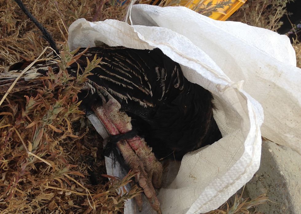 The animals were kept with their feet bound and suffocating in burlap sacks (Photo: Ministry of Agriculture)