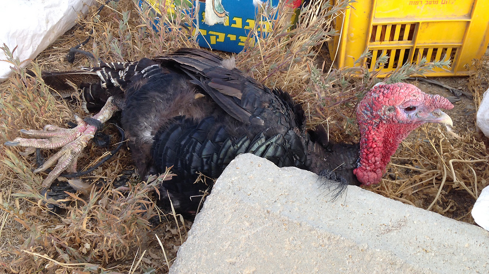 Abused turkey being sold at an illegal animal market in Be'er Sheva (Photo: Ministry of Agriculture)