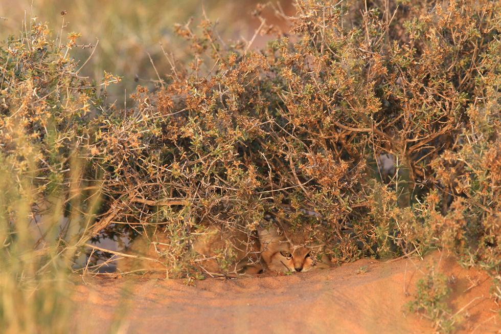 חתולת חולות מתחבאת בצמחייה (צילום: A. Sliwa and G. Breton) (צילום: A. Sliwa and G. Breton)
