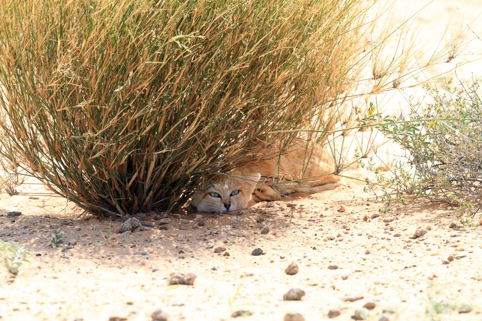 חתול חולות מתחבא מתחת לשיח במרוקו (צילום: A. Sliwa and G. Breton) (צילום: A. Sliwa and G. Breton)