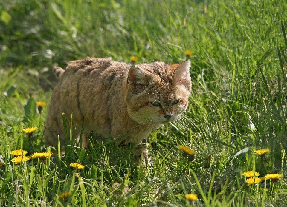 חתול חולות בפארק החתולים בצרפת (צילום: Le Parc des Félins) (צילום: Le Parc des Félins)