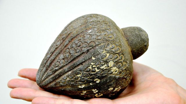 רימון יד בן מאות שנים שנמצא בים (צילום: אמיר גורזלזני, רשות העתיקות  ) (צילום: אמיר גורזלזני, רשות העתיקות  )