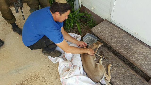 Rescued fawn undergoing examination