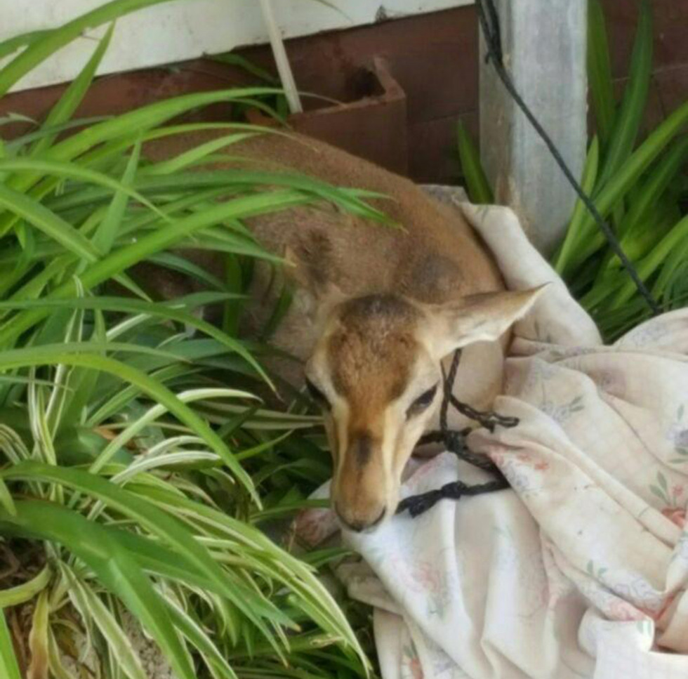 Rescued fawn
