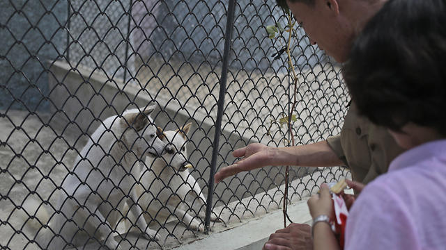 בגן החיות של קים ג'ונג און (צילום: AP) (צילום: AP)