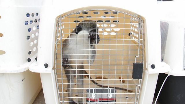 A guenon monkey heading to his new home (Photo: COGAT)
