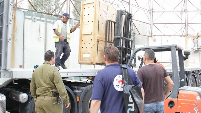 Crates carrying the animals being loaded onto trucks (Photo: COGAT)