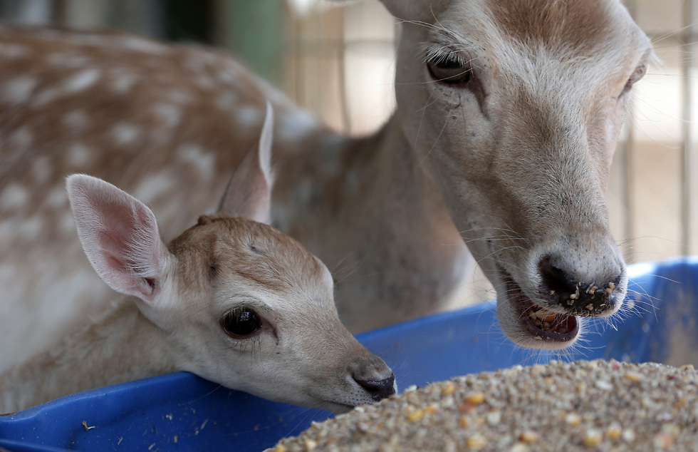 The baby deer died shortly before the exodus (Photo: Four Paws)