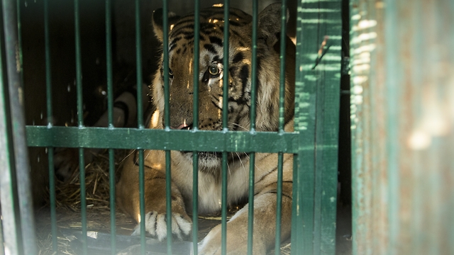 The tiger is heading to South Africa (Photo: Four Paws)