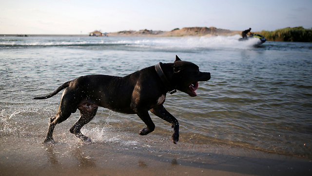 חום כלבים בחוף זיקים. ארכיון (צילום: רויטרס) (צילום: רויטרס)