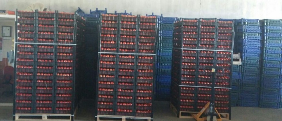 עגבניות ייבוא מטורקיה (צילום: קובלט סחר בע"מ) ()