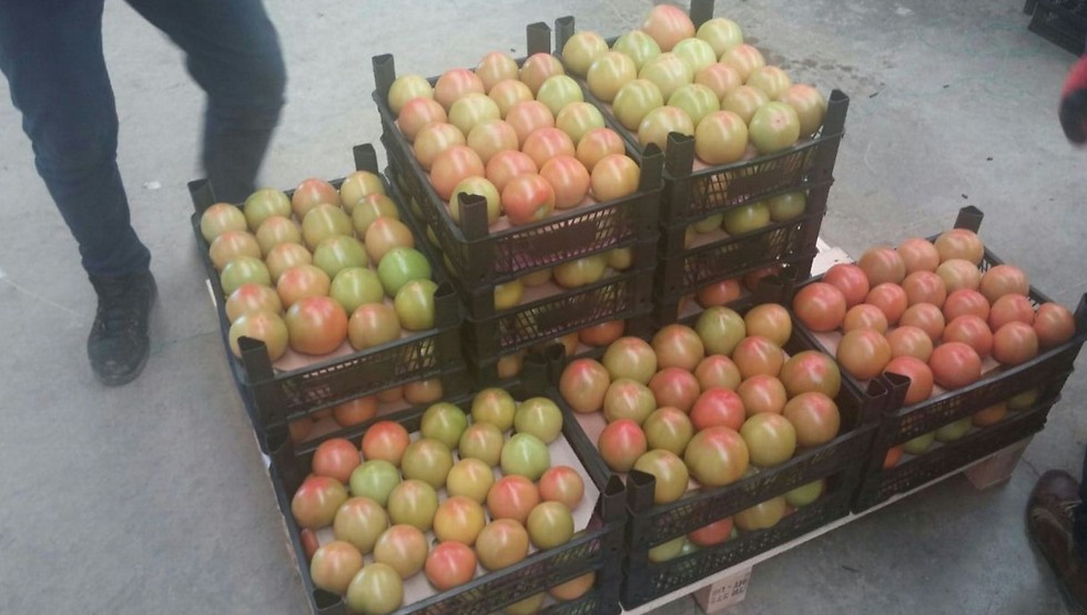 עגבניות טורקיות. לפי חברת קובלט סחר, הן מגיעות מאנטליה ופטייה (צילום: קובלט סחר בע"מ) ()