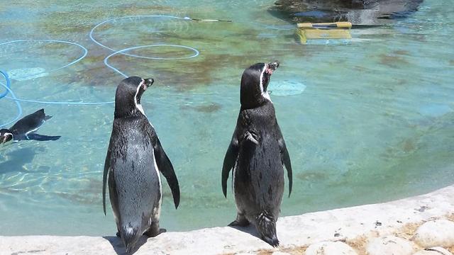 The penguin lovebirds (Photo: Osnat Maoz-Yanko and the Kiryat Motzkin Hai Park Zoo )