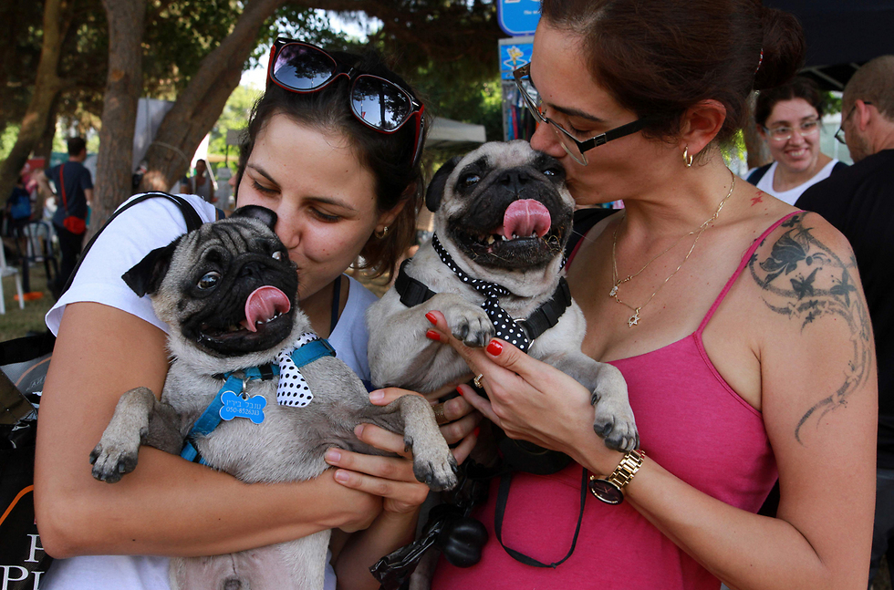 הפנינג יום הכלב הבינלאומי בתל אביב (צילום: AFP) (צילום: AFP)