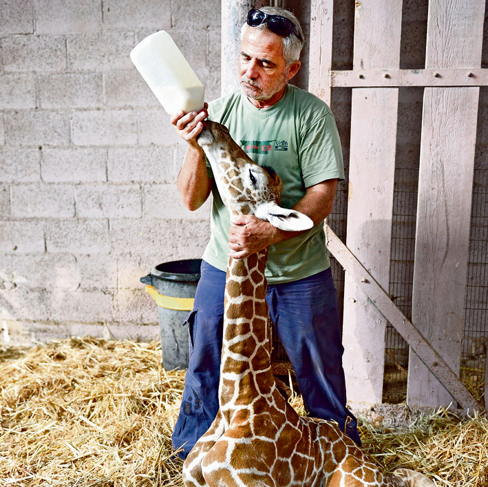 The new baby giraffe (Photo: Tibor Yagar)