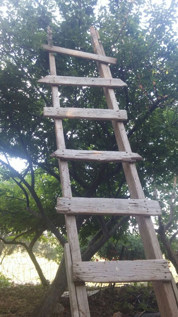 לא בטיחותי: הסולם מושען כנגד עץ שעלול להיות לא יציב (צילום: אורנית רז)