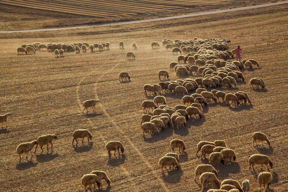 עדר כבשים בנגב (צילום: דובי טל, אלבטרוס) (צילום: דובי טל) (צילום: דובי טל)