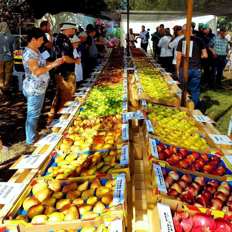 Яблочный и фруктовый базар в Галилее. Фото: "Ха-хевра ле-питуах ха-Галиль"