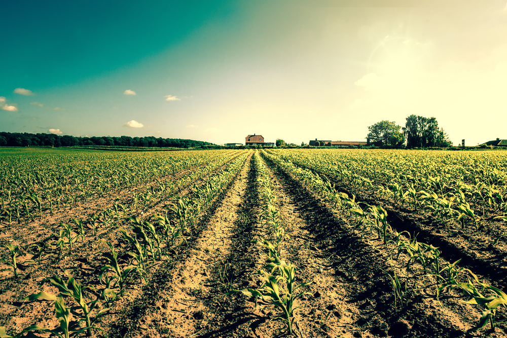 התכנית שתצליח לעזור לענף החקלאות? (צילום: Shutterstock) (צילום: Shutterstock)