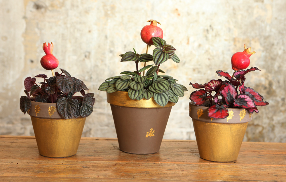 צמחי בית בעציצי טרקוטה בגוון מוקה, מעוטרים בגוני חום וזהב. מימין לשמאל:  ביגוניה רקס, פפרומיה ופפרומיה אדומה (צילום: צביקה טישלר)